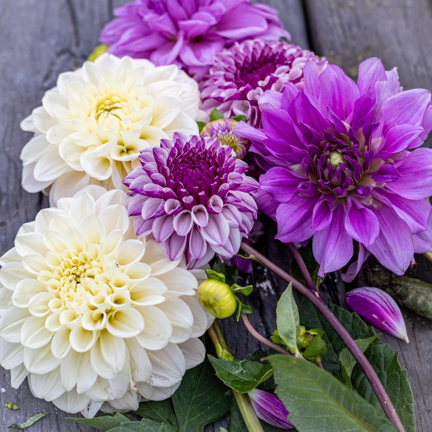 Dahlia mix 'Lilac Lullaby'